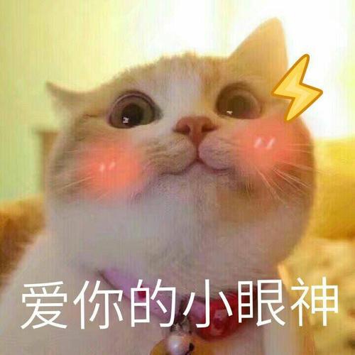 无双猫表情包